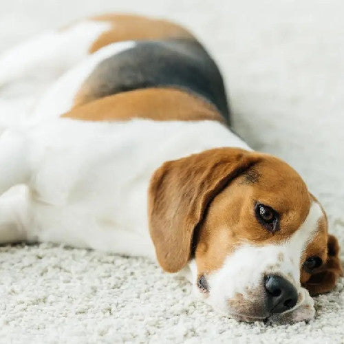 How Often To Groom A Dog