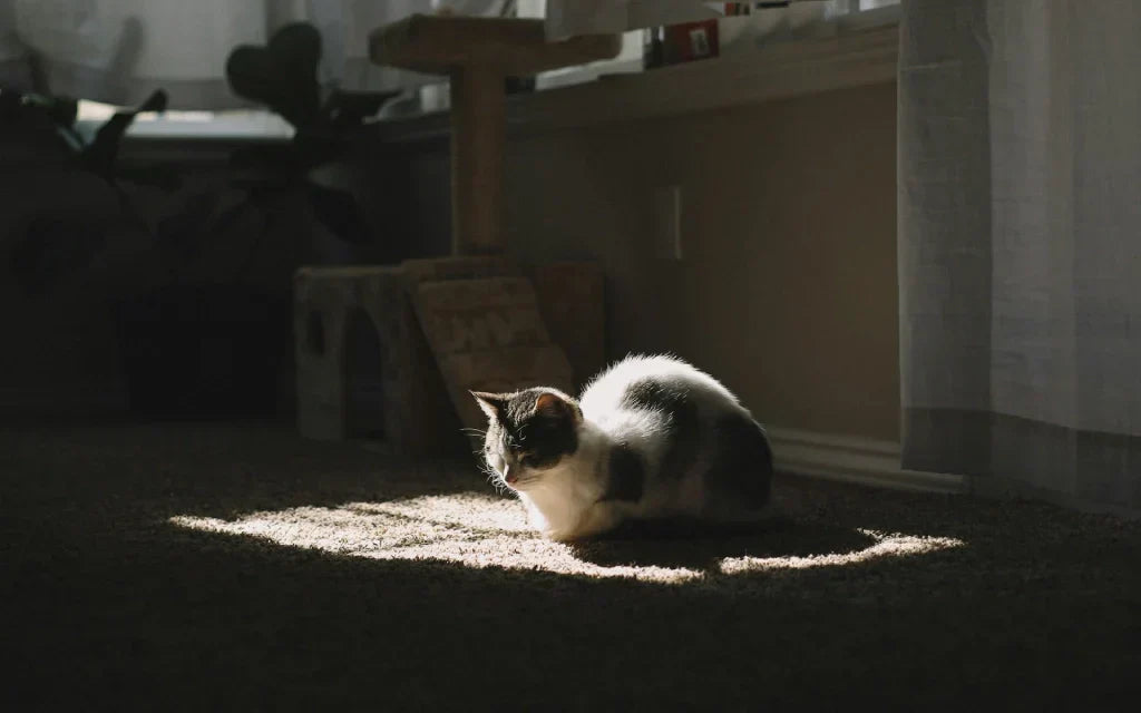 8 Proven Ways to Remove Embedded Pet Hair from Rug Without a Vacuum