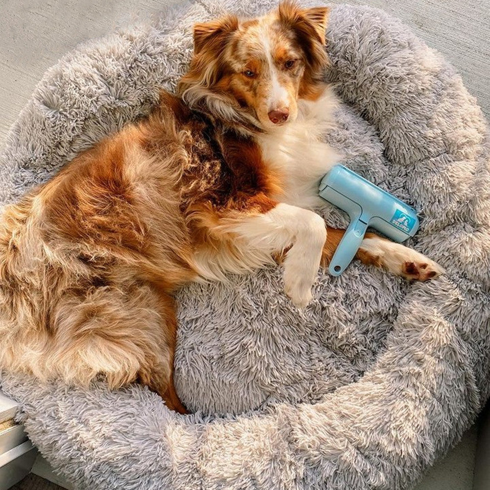 How to Groom Long-Haired Pet
