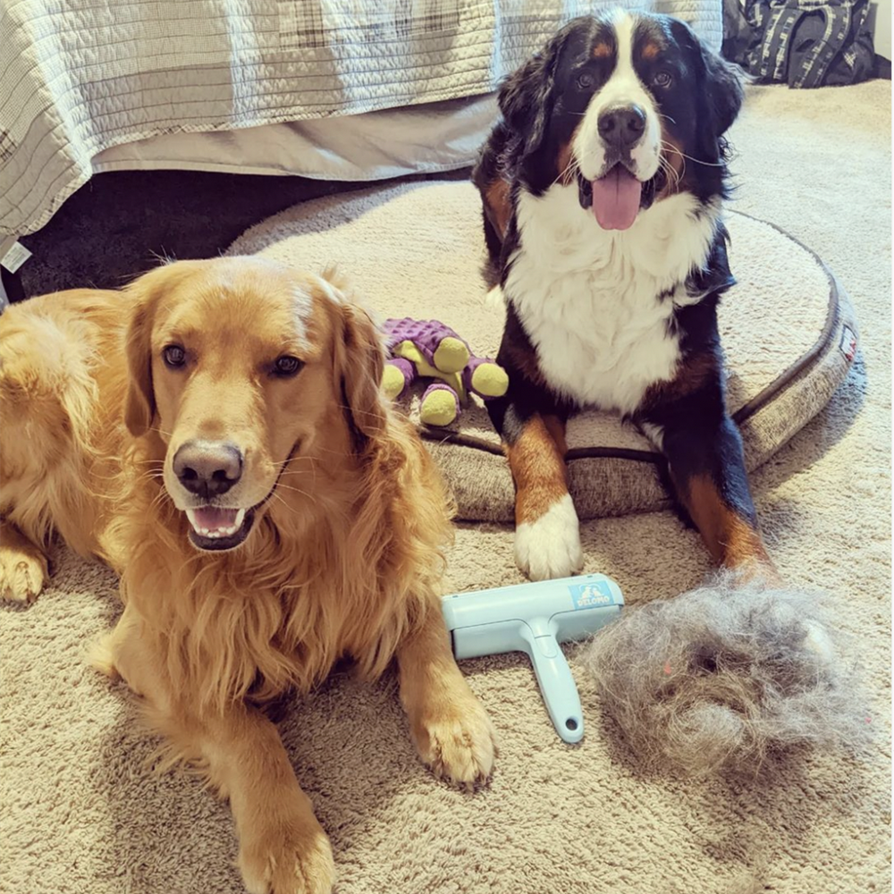 Why Does My Pet Groom Me
