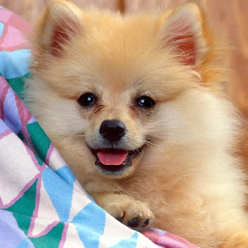 How to Stop Excessive Shedding in Dogs