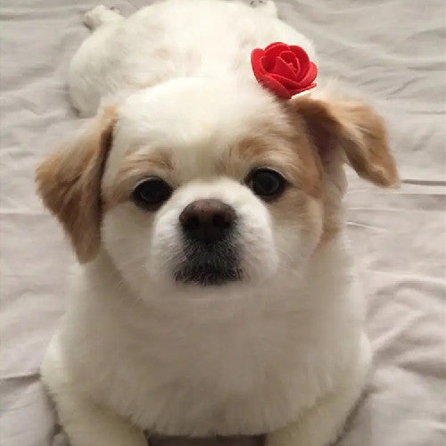 Effective Tips to Trim Dog Hair