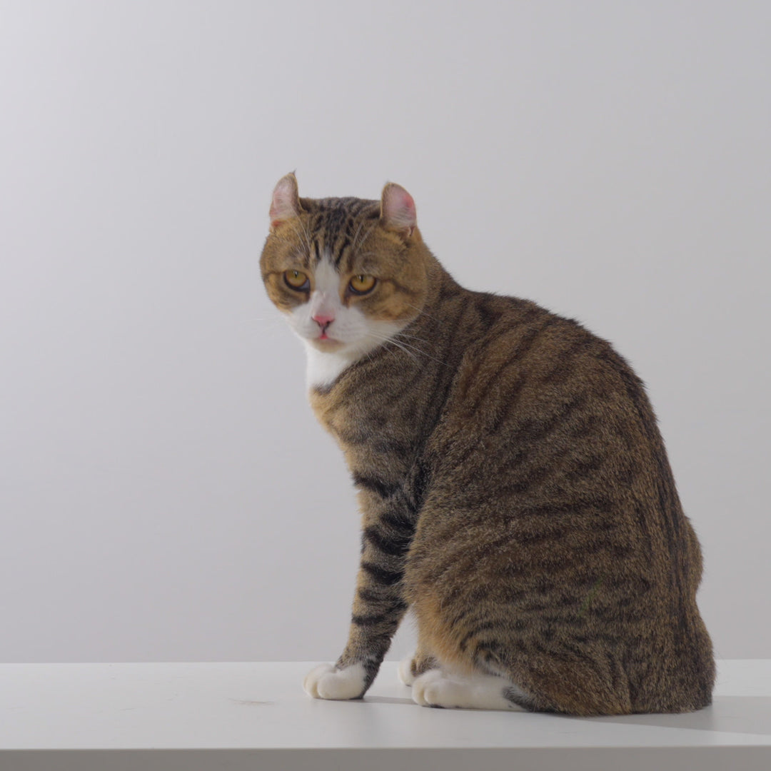 Zoe - Pet Grooming Gloves