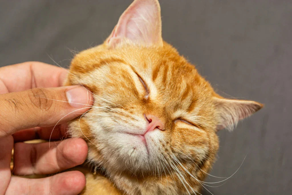 11 Hypoallergenic Cat Breeds for Allergy-Sensitive Cat Lovers