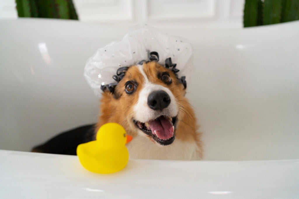 How Often Should You Bathe Your Dog?