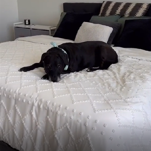 How to Remove Pet Hair From Bed Sheets