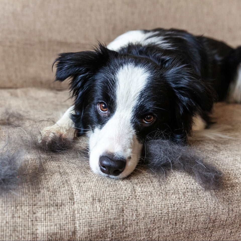 5 Simple Tips For The Best Pet Hair Remover