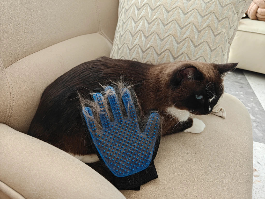 Grooming Gloves vs Brushes: Which Is Better in 2025?