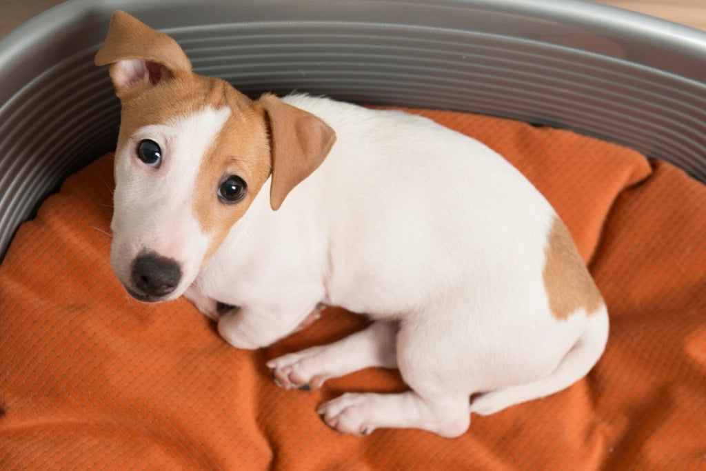 How to Clean Your Dog’s Bed and Why It’s Important