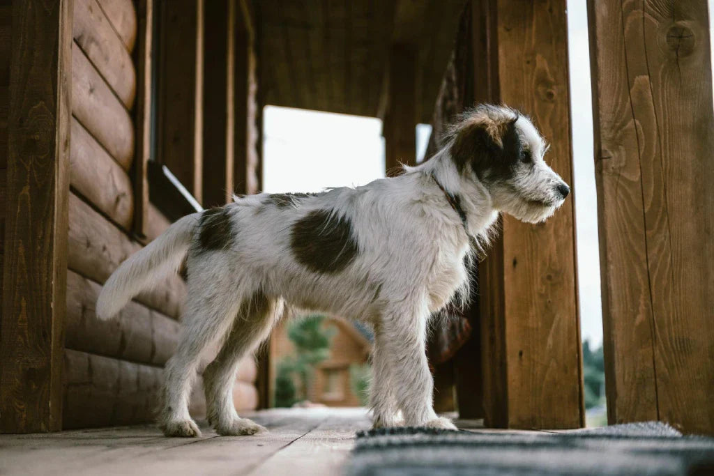 portrait-domestic-dog-country