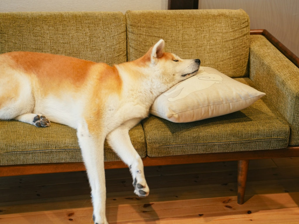 How to Remove Pet Hair from Your Couch: 6 Proven Tips