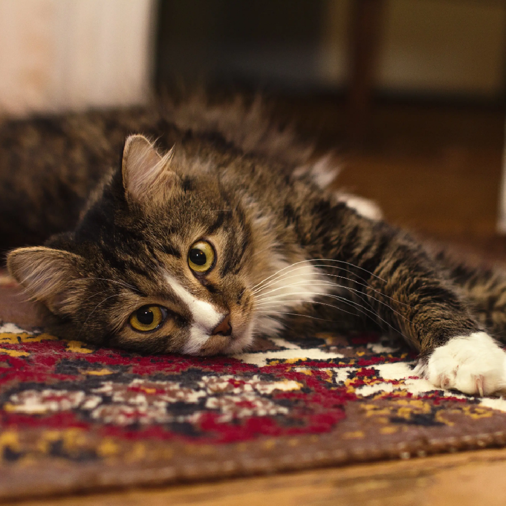 How to get pet hair out of carpets