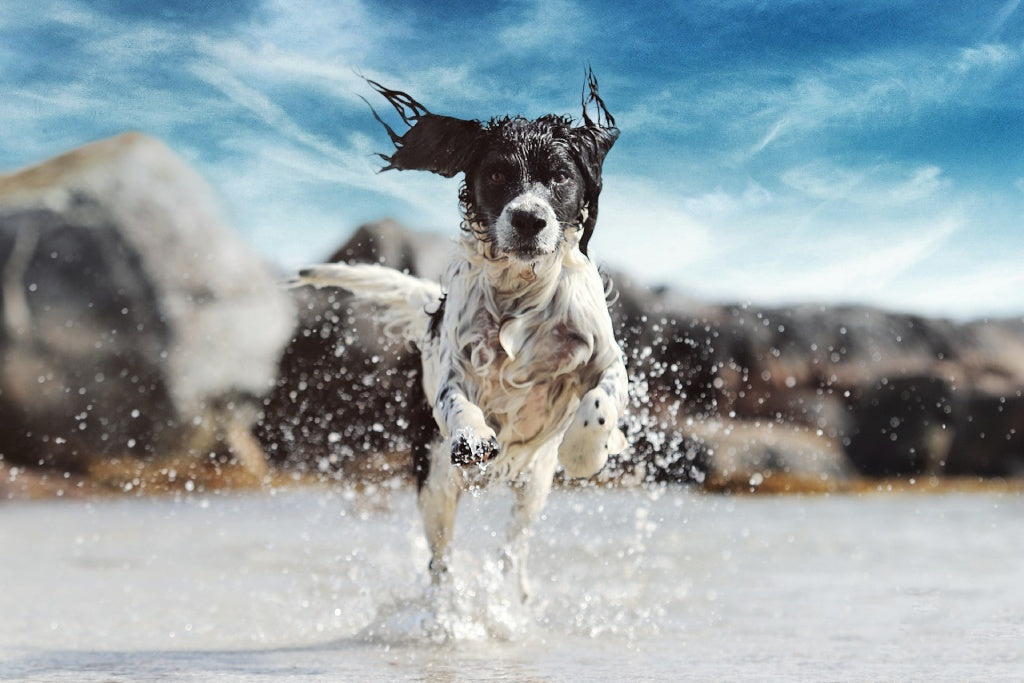 12 Ways to Keep Your Dogs Cool in Summer