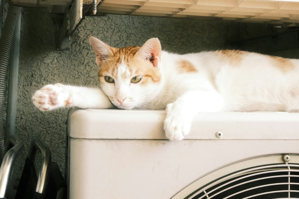 Pets and Your HVAC System: What You Need to Know