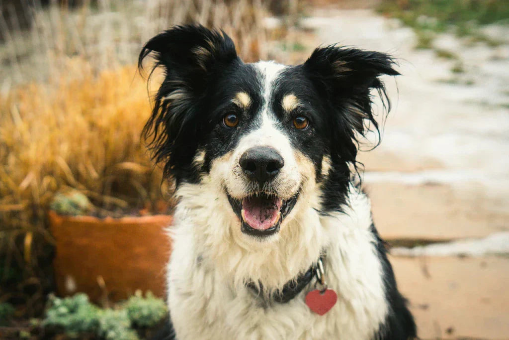 Should You Remove Hair From Your Dog's Ears?