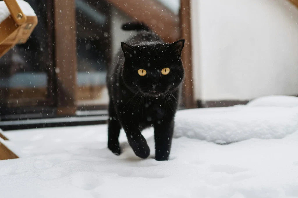 black-cat-outdoor-winter