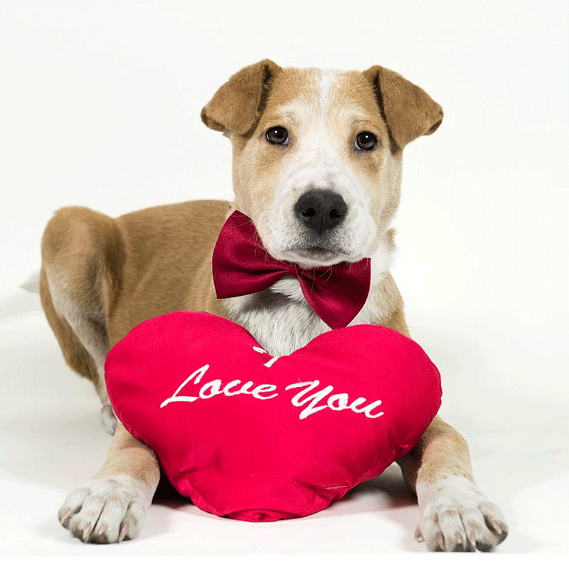 Don't Let Pet Hair Spoil Your Valentine's Day Celebration