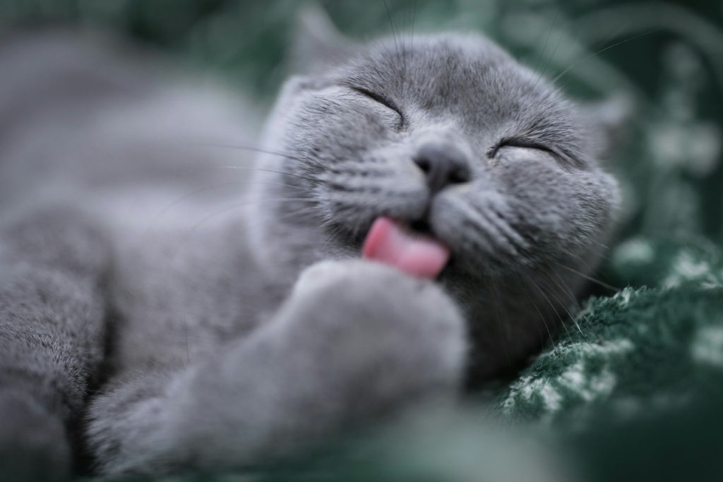 Can Cats Eat Cheese? Safe Types, Risks & Expert Guidelines
