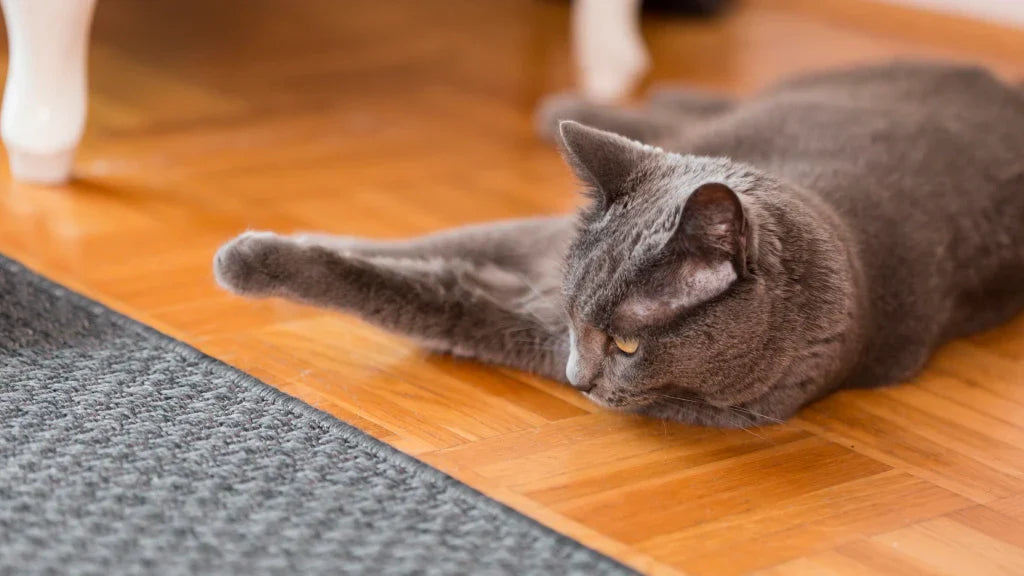 How To Remove Pet Hair From Hardwood Floors (5 Fast Ways)