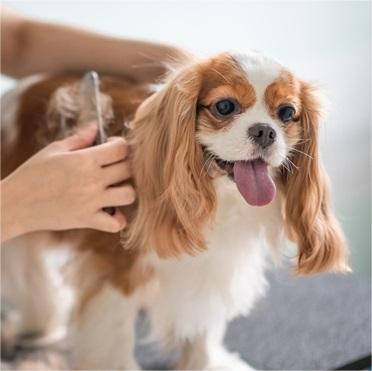 The Benefits of Regular Grooming of Pet Hair