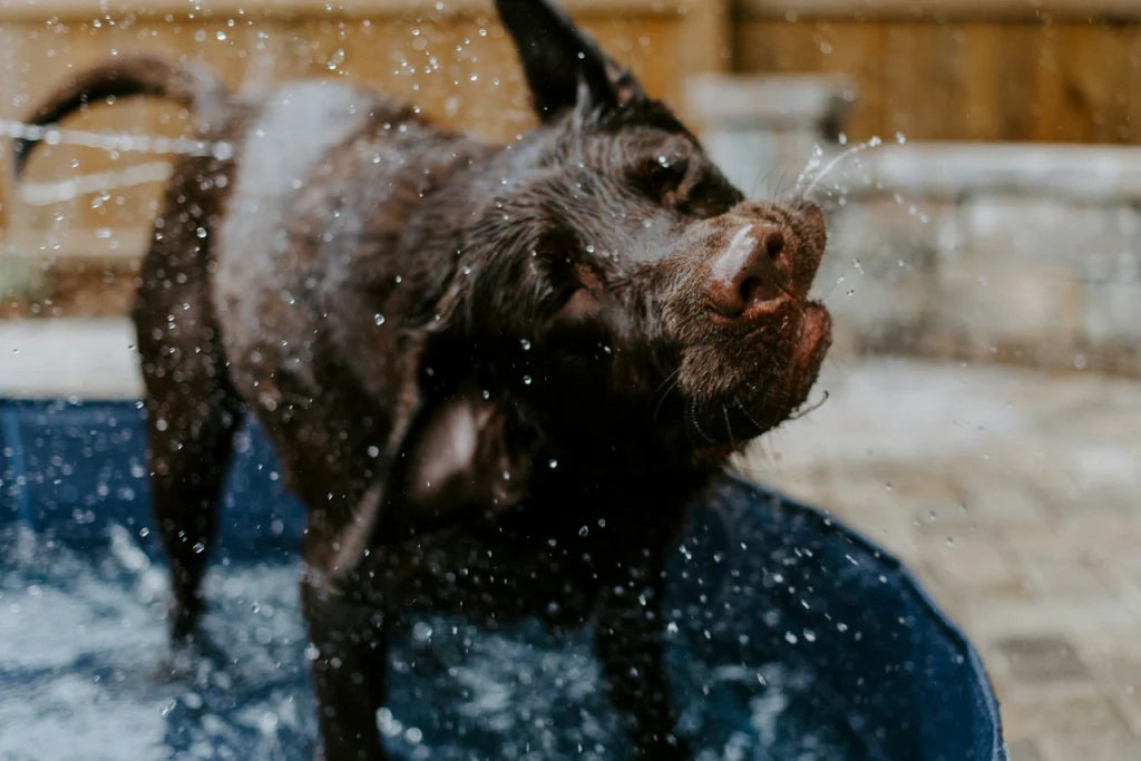How Often Should I Bathe My Short Haired Dog