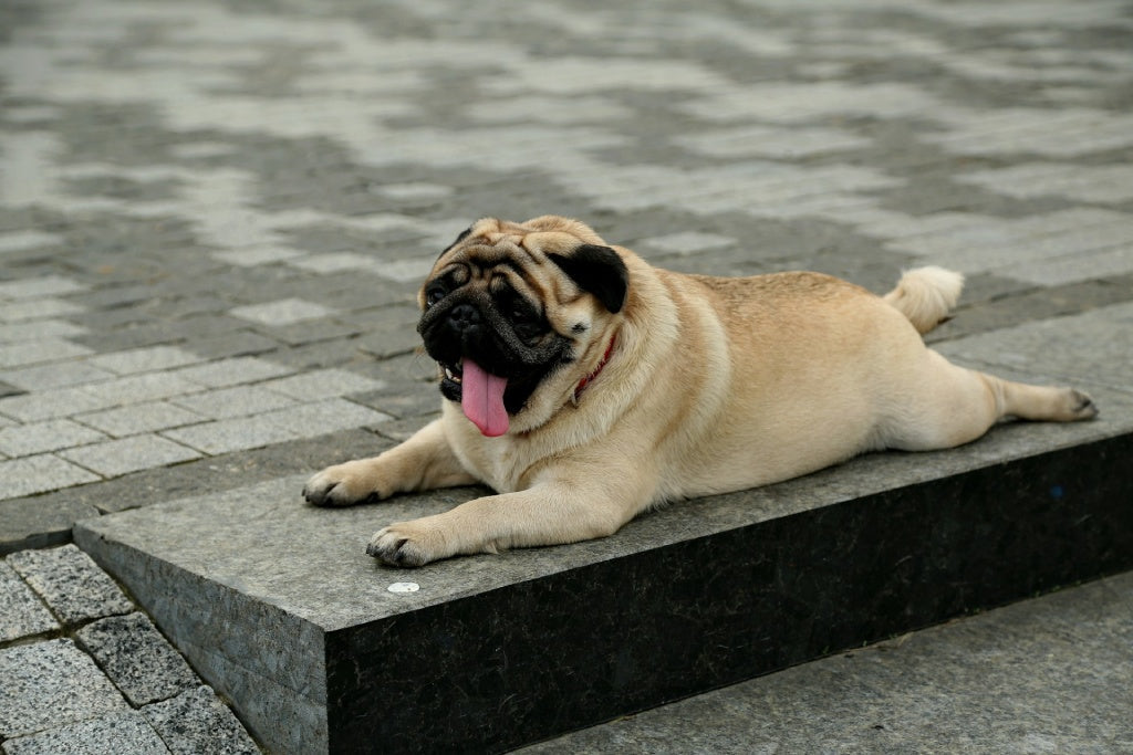 Is Your Dog Overweight? The 5-Minute Check & What to Do Next