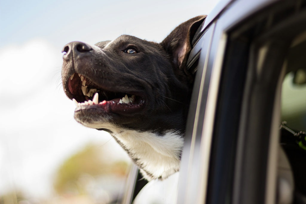 How to Remove Dog Hair From Your Car: The Ultimate 2025 Guide