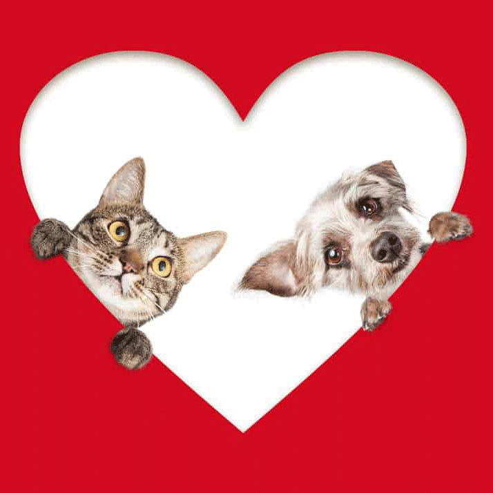 How to Show Your Love to Your Fur Babies This Valentine’s Day